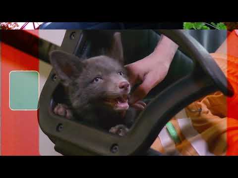 Antifuchs - Zurück im Fuxxxbau (Prod. by TACKA77) | TITELTRACK ZUR "ZURÜCK IM FUXXXBAU EP"