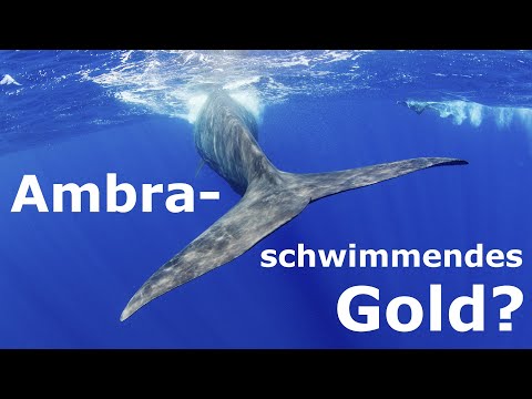 Ambra - schwimmender Kot oder doch schwimmendes Gold? Wo findet man es? Was muss man wissen?