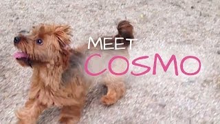 preview picture of video 'Meet Cosmo, Norfolk/Yorkshire terrier | NaNi Dogwear at NYC'