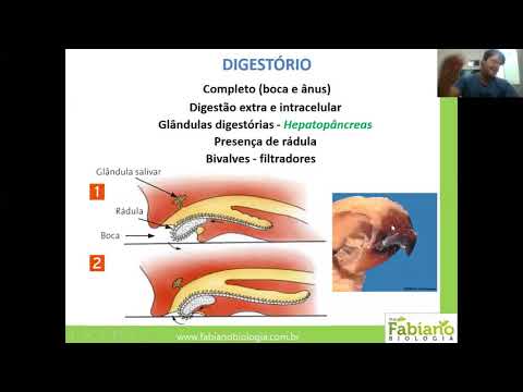 Moluscos e Artrópodes