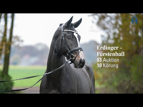Nr. 3 Hengst v. Erdinger - Fürstenball