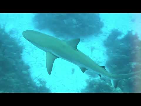 Incoming Shark “Baby”, Bahamas Diving