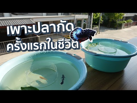 ขั้นตอน