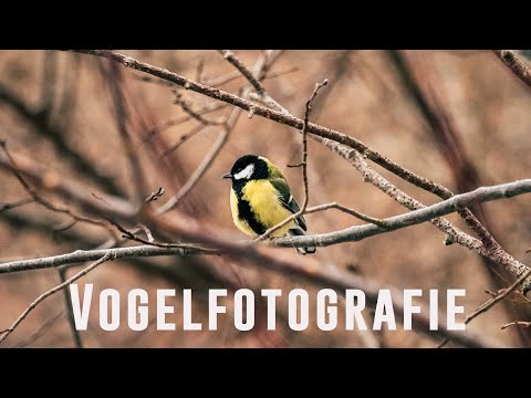 Vogelfotografie im Winter | Ausrüstung, Einstellungen & was ich gelernt habe [VLOG]