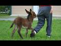 Funny Cute Baby Donkeys Will Make You Say Aww Funniest Animal Videos