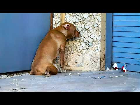 She Saved a Dog Waiting to Die