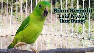 Download lagu Pancingan Bunyi SERINDIT Betina Seperti ini Cepat Di Respon Serindit Lain mp3