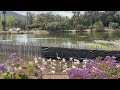 Flock Of Greater Flamingos At San Diego Zoo Safari Park With Narration Subscribe Like Share