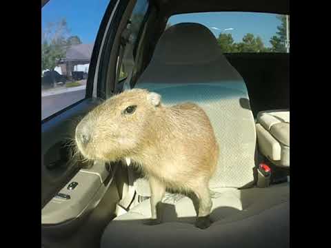 Capybara in da car HD 🥶
