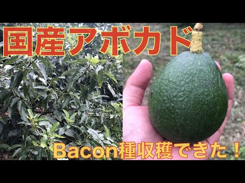 ベーコンの木 植物