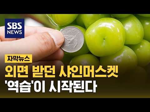 , title : '외면 받던 샤인머스켓…'역습'이 시작된다 (자막뉴스) / SBS'