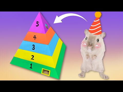 Hamster in 5-Level Rainbow Pyramid Maze 🐹 DIY Pyramid Carton for hamster🐹Agent Hamster