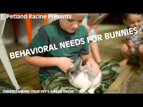 Rabbit Behavioral Needs
