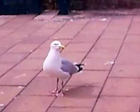 Porl - More Than A Life Here