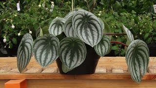 Plantas perfeitas para ambientes de sombra Plantas perfeitas para ambientes de sombra