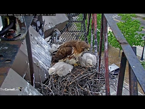 Big Red Vocalizes, Chases Intruder Away From #CornellHawks Nest – May 21, 2021