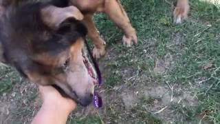 "I am an old dog but I don't want to die"