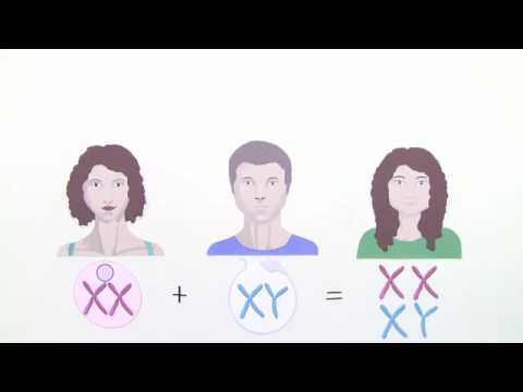 MEIOSE | ABLAUF DER REIFETEILUNG | Biologie | Genetik und Entwicklungsbiologie