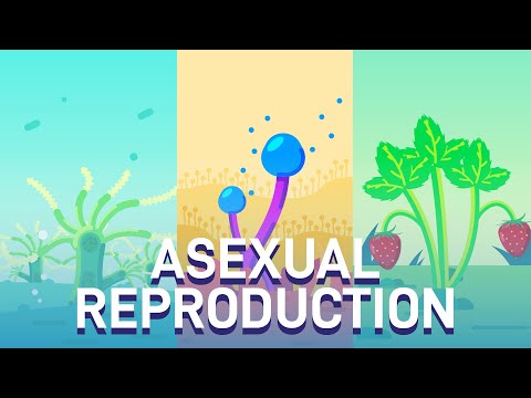 Hydra Budding and The Propagation of Strawberries