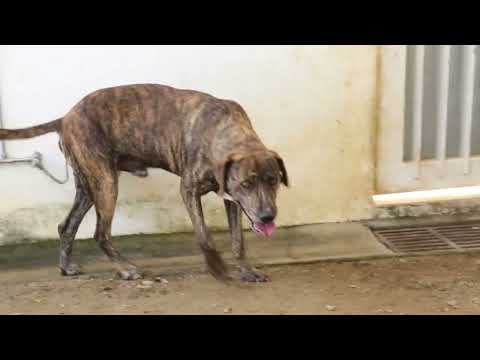 Lucky Dogs Montemor