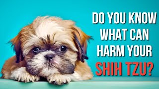 5 Foods Toxic to Shih Tzus: Chocolate, Xylitol, Grapes & Emergency Steps