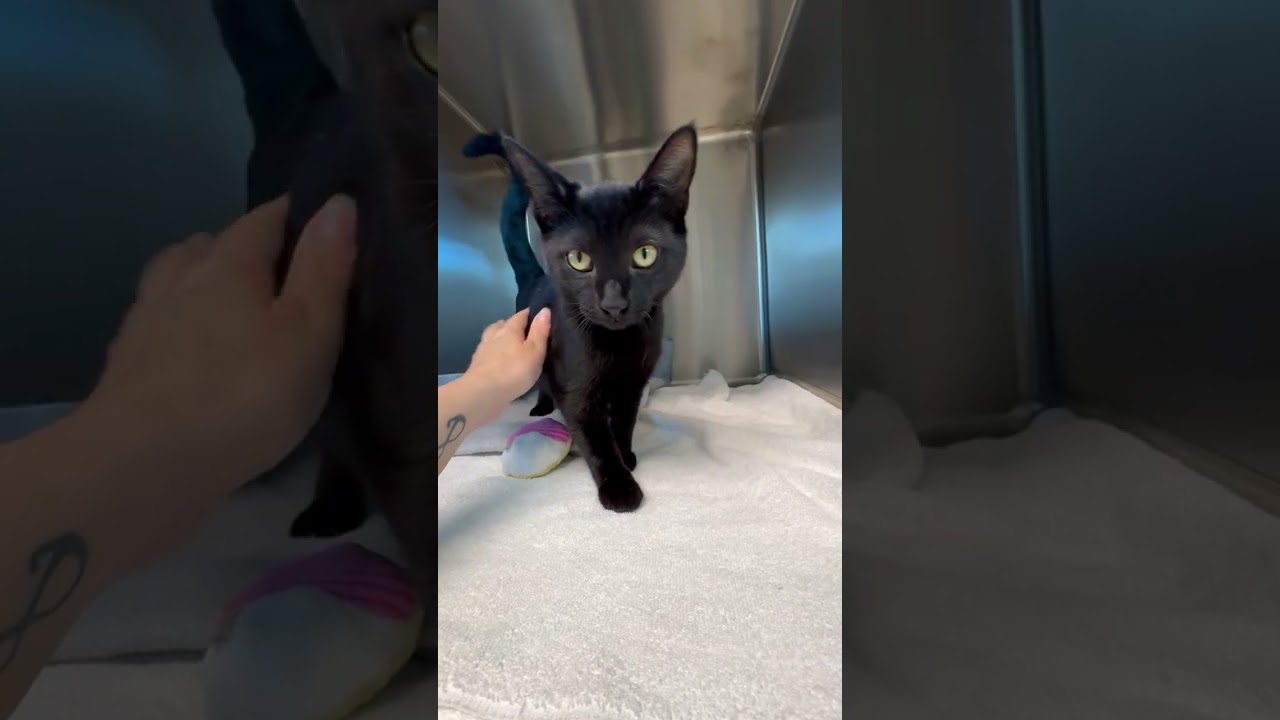 Enlarge Binx, a Adoptable mixed breed in Tinley Park, IL video 3/3