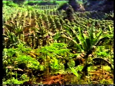 The Spice of Life - Pepper: The Master Spice - BBC production narrated by Edward Woodward