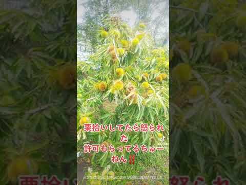 オーストラリア産栗 植物
