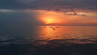 For My Pain… - Sea of Emotions (Türkçe Çeviri)