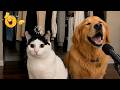 Ultimate Funny Cats Dogs Compilation Best Animal Videos Of 2026 You Must Watch