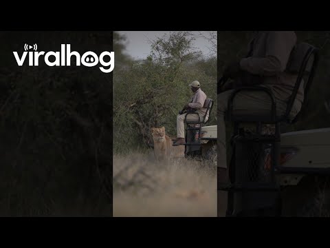 Lion Catches Safari Tracker By Surprise || ViralHog