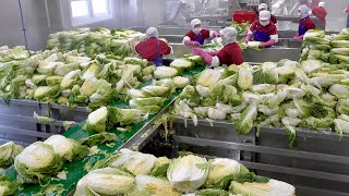 Awesome Korean Kimchi Factory That Mass-Produces 900 Tons of Kimchi per Month