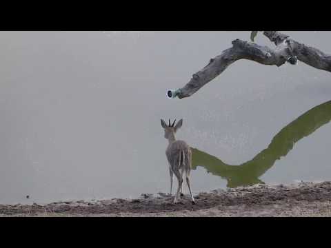 Djuma: Common Grey Duiker male - 06:52 - 09/17/18