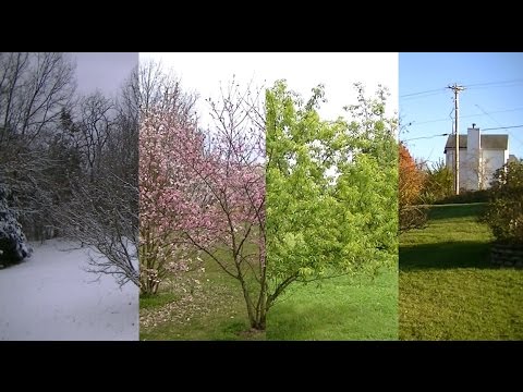 Seasons Timelapse: Winter, Spring, Summer, Fall
