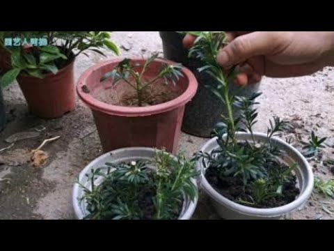 羅漢松 寓意
