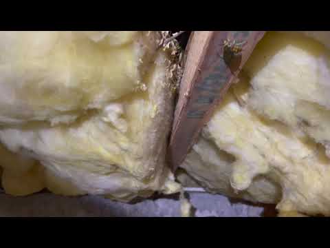 Crawl Space Full of Yellow Jackets in Pennington, NJ