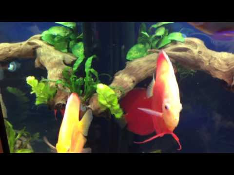 Discus fish mopani wood aquarium, 350 liters tank