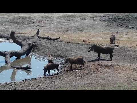 Djuma: Warthog family-two adults and five young-Pt:2 - 10:11 - 10/06/19