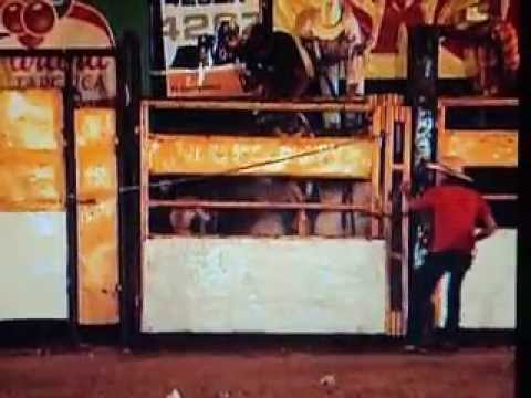 Touro Dominó - Cia Ortiz