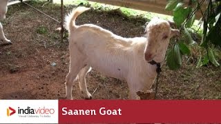 Saanen Goat - a goat breed from Switzerland 