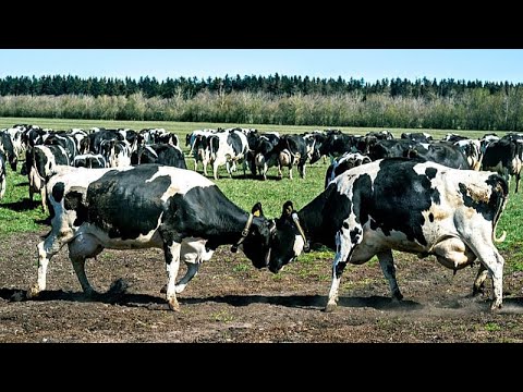 Sterben Kühe in Dänemark wegen Bovaer-Zusatzstoff?