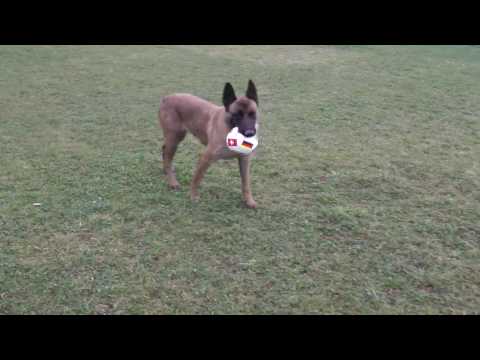 MALINOIS DOGATTITUDE SANDRINE