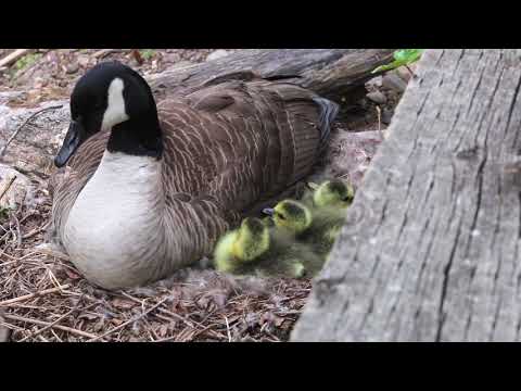 , title : 'A Canada Goose Documentary