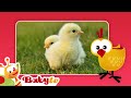 Chicks Fun With Animals BabyTV