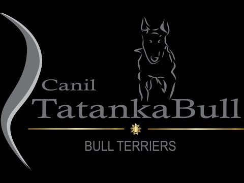 Brincadeiras - Bull Terriers
