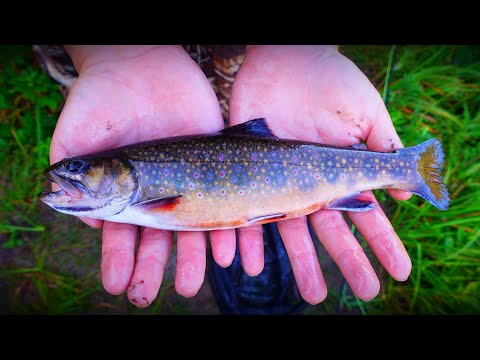 My First Ever BROOK TROUT! (Saskatchewan Fly Fishing)