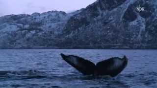 preview picture of video 'Die Wale von Senja (No)'