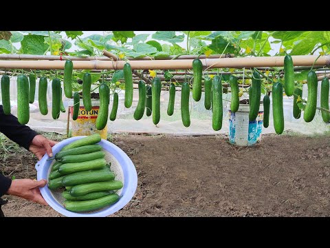Great methods for growing cucumbers this summer for your family Large crunchy fruit