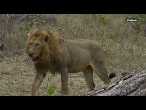 When lions strike: a hyena’s split-second mistake at the kill...