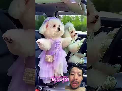 con chó lái xe
